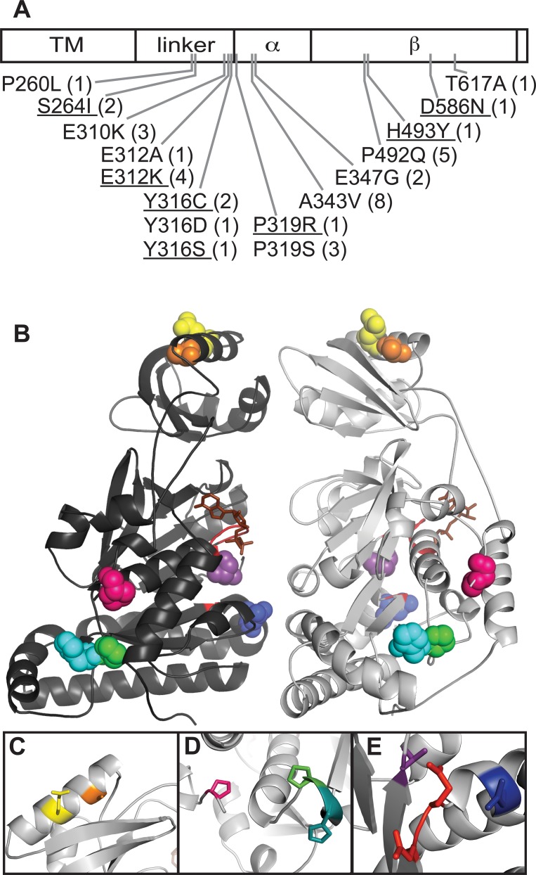 Fig 1