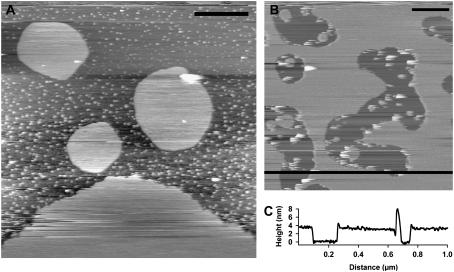 FIGURE 4