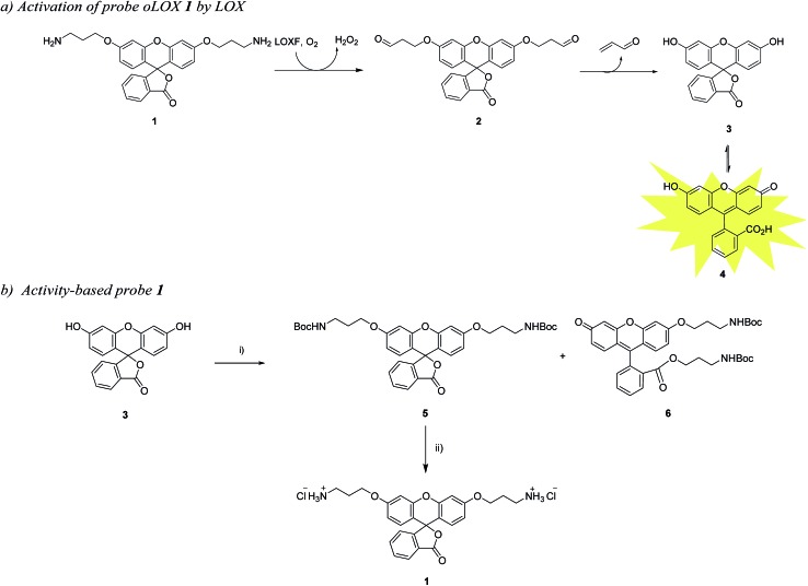 Scheme 1