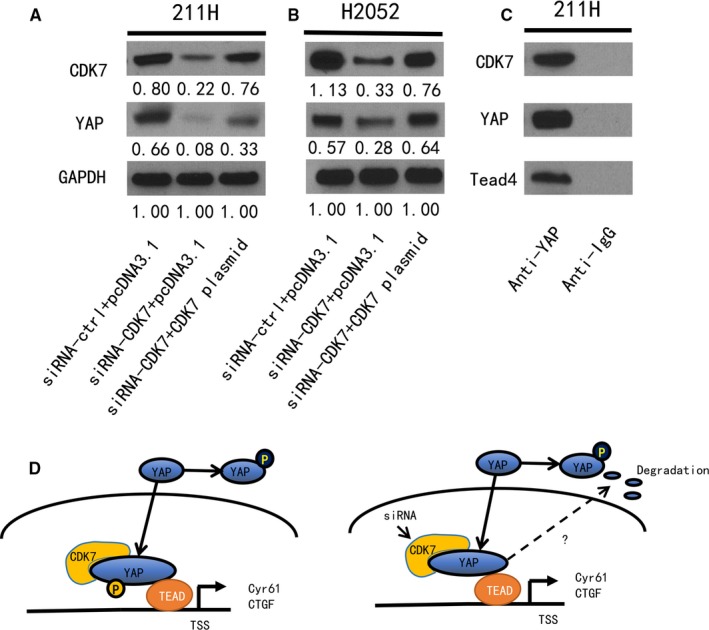 Figure 6