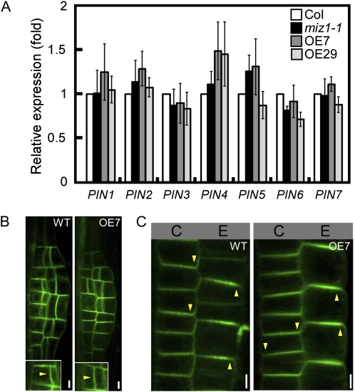 Figure 6.