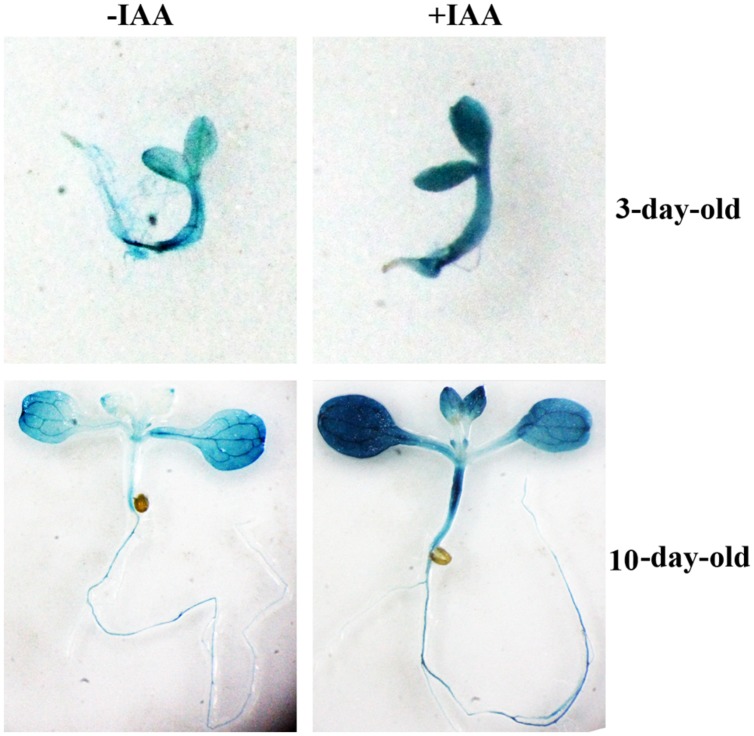 FIGURE 2