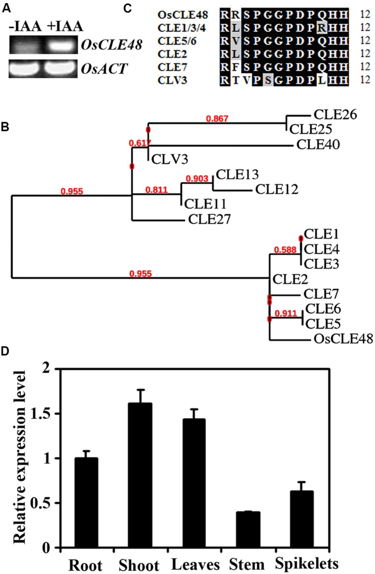 FIGURE 1