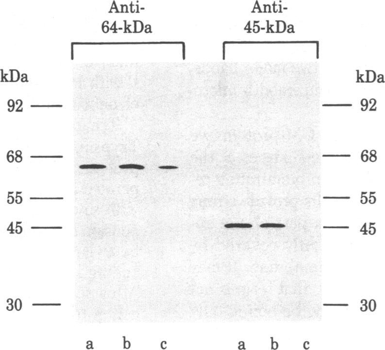 graphic file with name pnas00637-0153-d.jpg