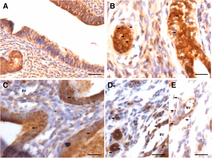 Fig. 8