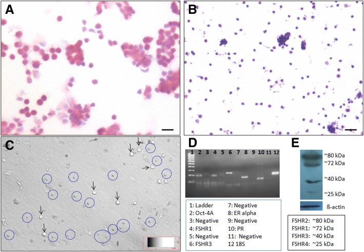 Fig. 11