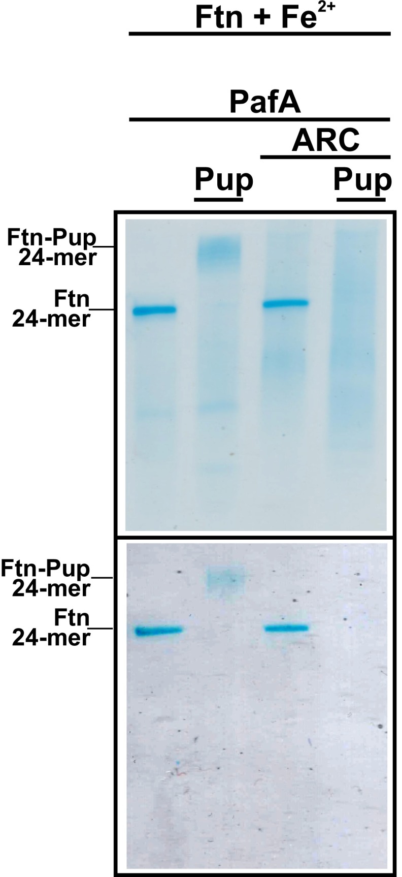 Fig. S7.