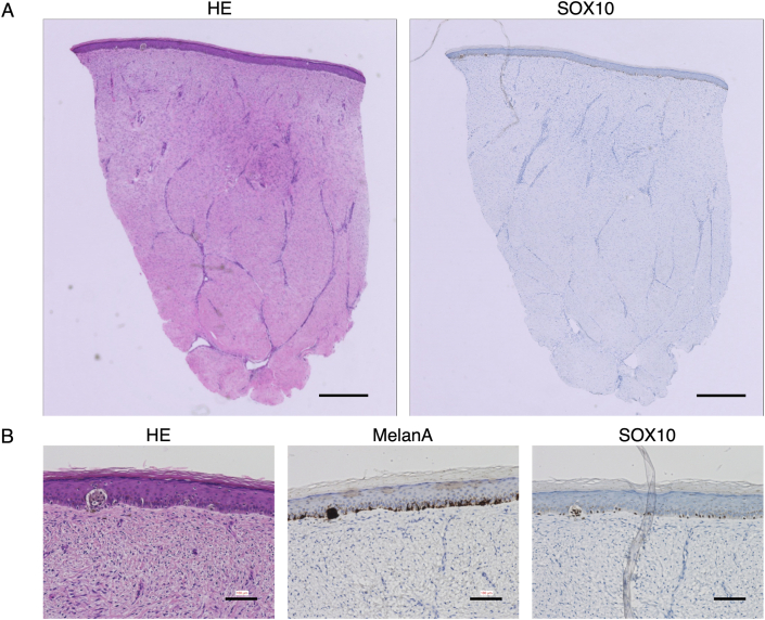 Fig. 4