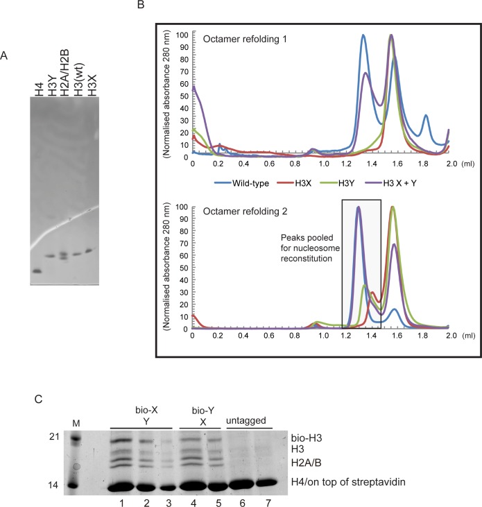 Figure 3—figure supplement 1.