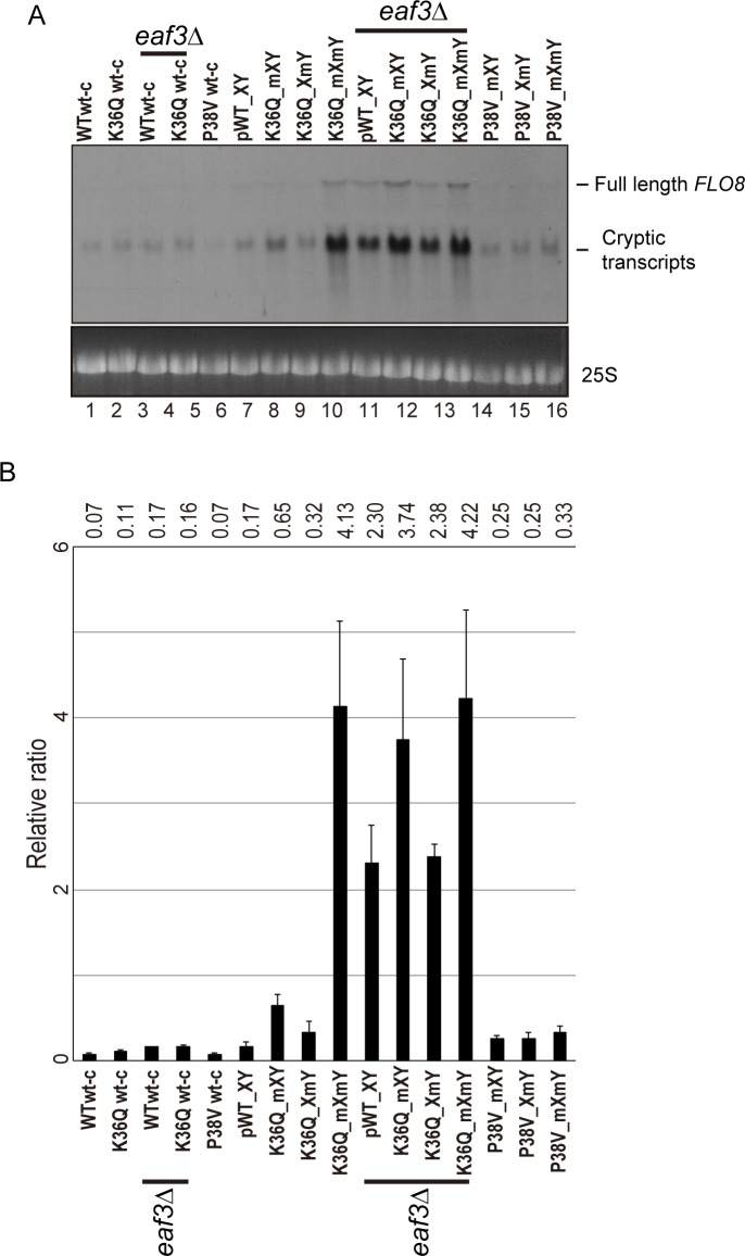 Figure 5—figure supplement 1.