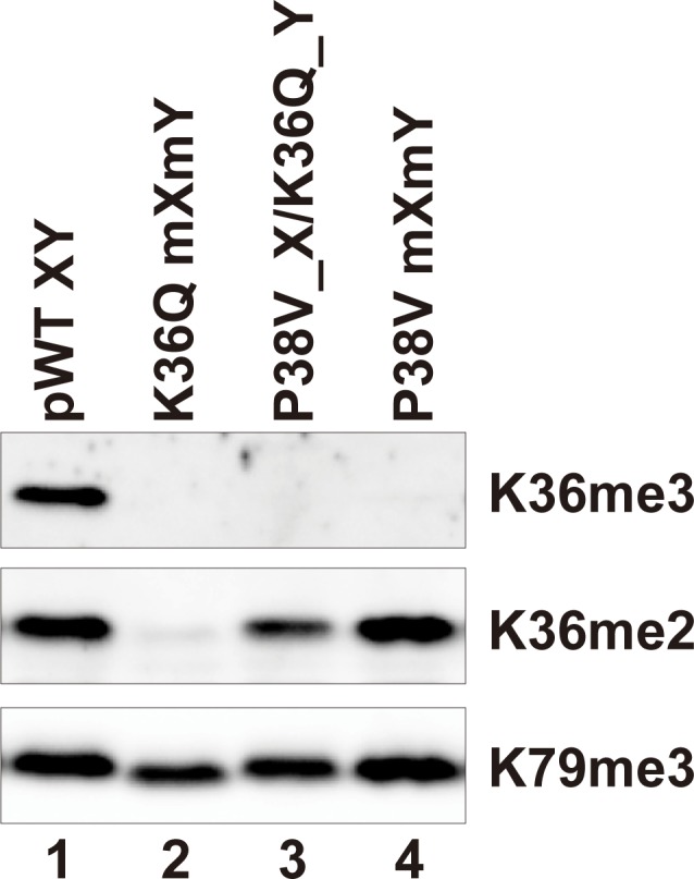 Figure 4—figure supplement 3.