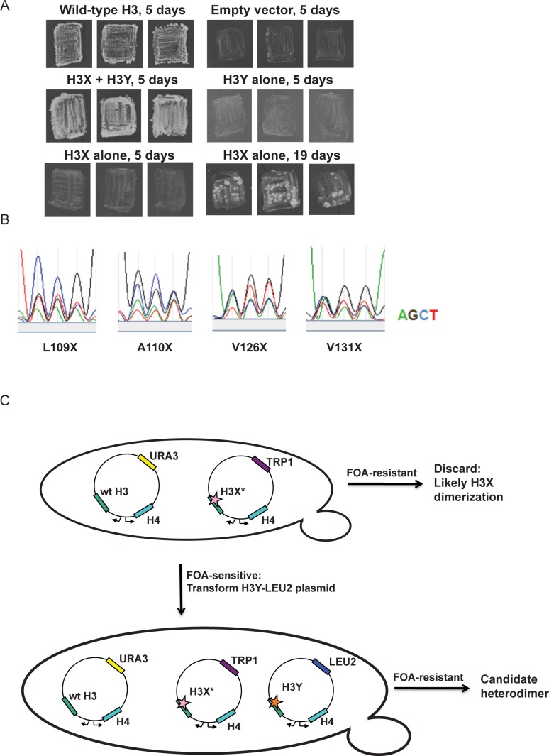 Figure 1—figure supplement 1.