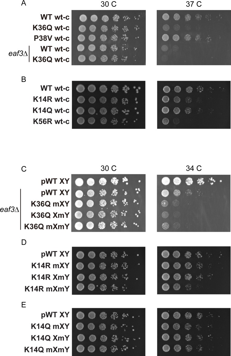 Figure 4—figure supplement 2.