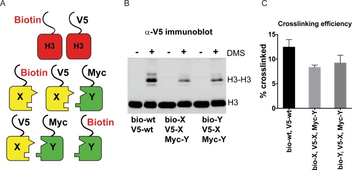 Figure 2—figure supplement 1.