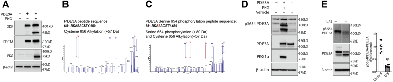 Figure 5