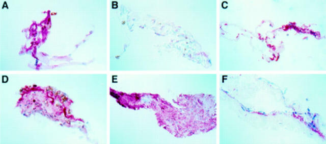 Figure 4  
