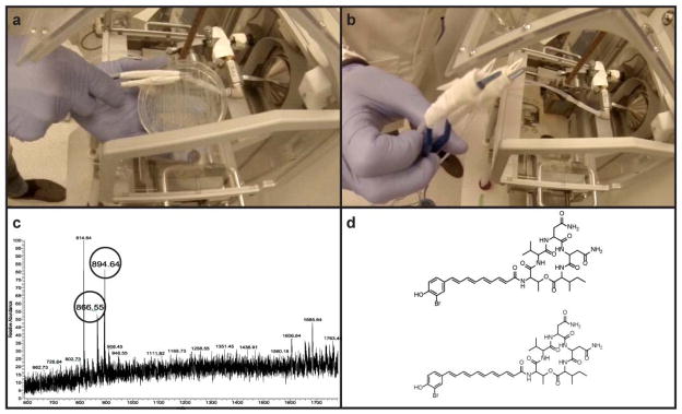 Mass Spectrometry Tools And Workflows For Revealing Microbial Chemistry 