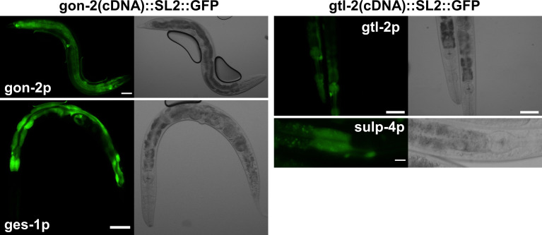 Figure 7—figure supplement 2.