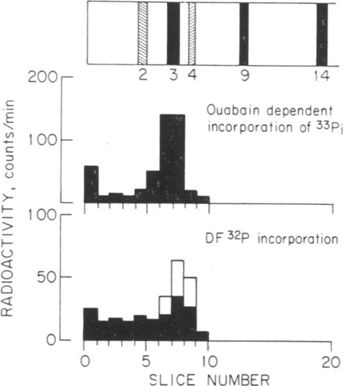 graphic file with name pnas00111-0340-a.jpg