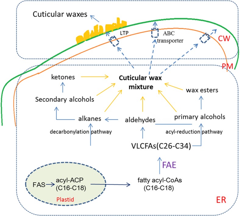 FIGURE 1