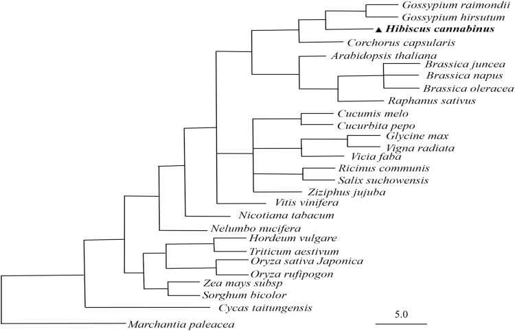 Figure 6