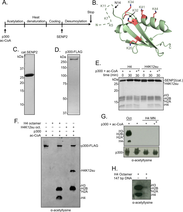 Figure 1—figure supplement 1.