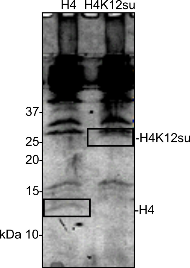 Figure 3—figure supplement 1.