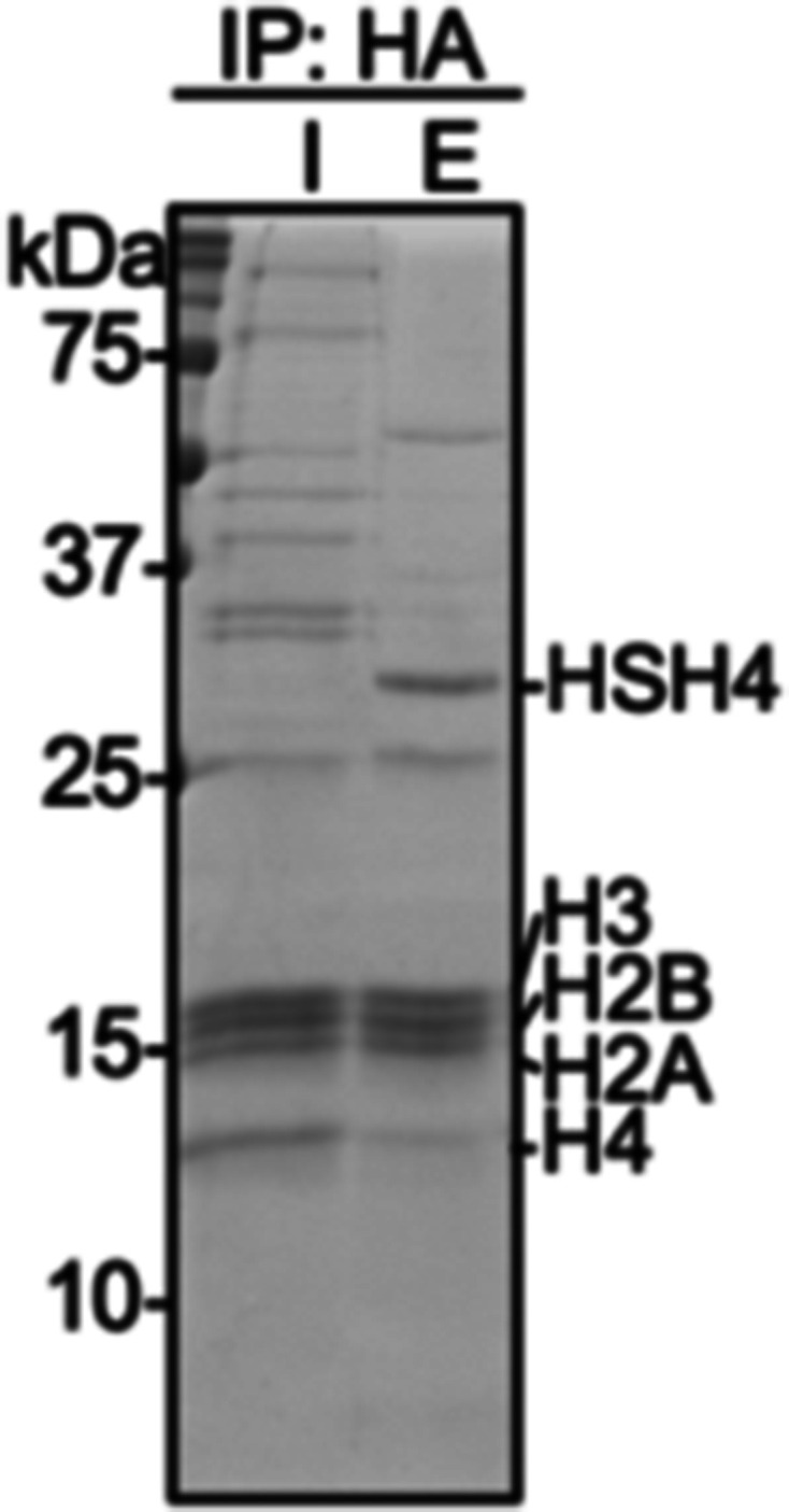 Figure 4—figure supplement 1.