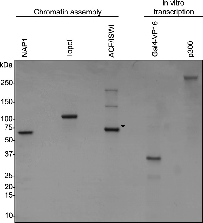 Figure 2—figure supplement 1.