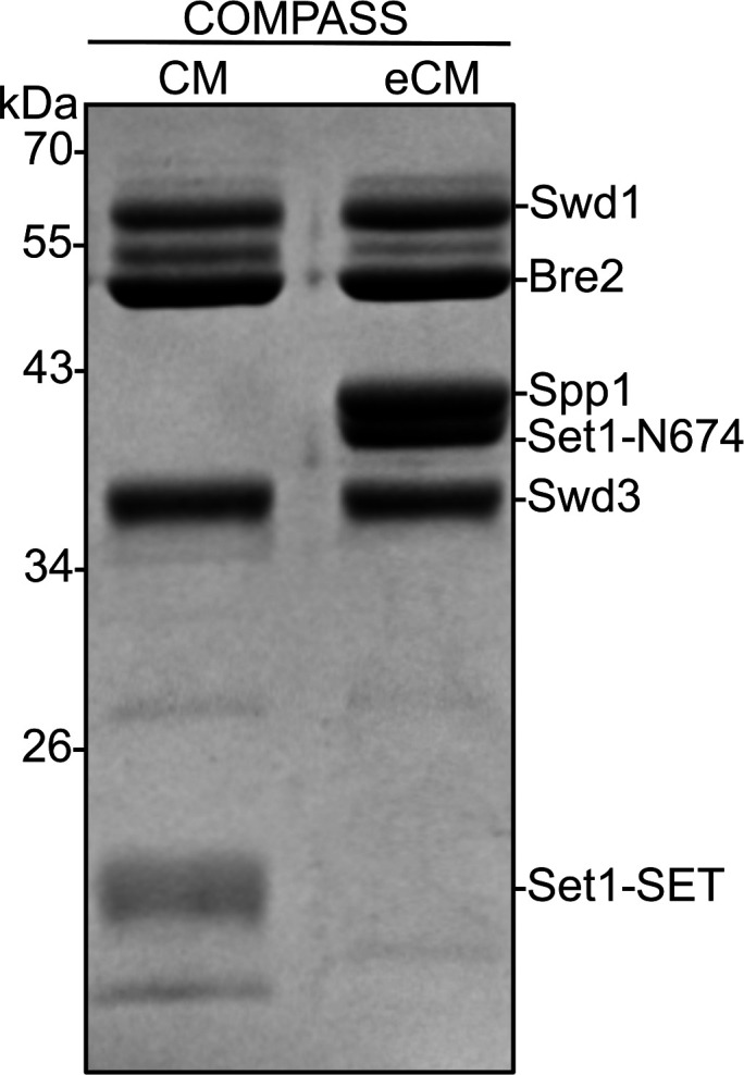 Figure 5—figure supplement 1.