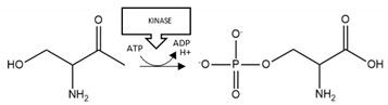 graphic file with name brainsci-10-00232-i003.jpg