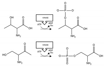 graphic file with name brainsci-10-00232-i010.jpg