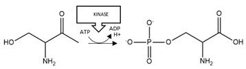 graphic file with name brainsci-10-00232-i007.jpg