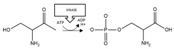 graphic file with name brainsci-10-00232-i002.jpg