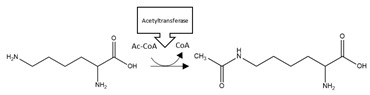 graphic file with name brainsci-10-00232-i004.jpg