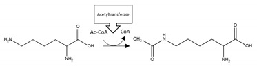 graphic file with name brainsci-10-00232-i008.jpg