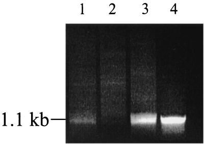 FIG. 5