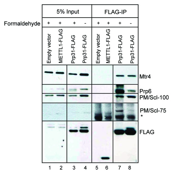 graphic file with name rna-9-334-g2.jpg