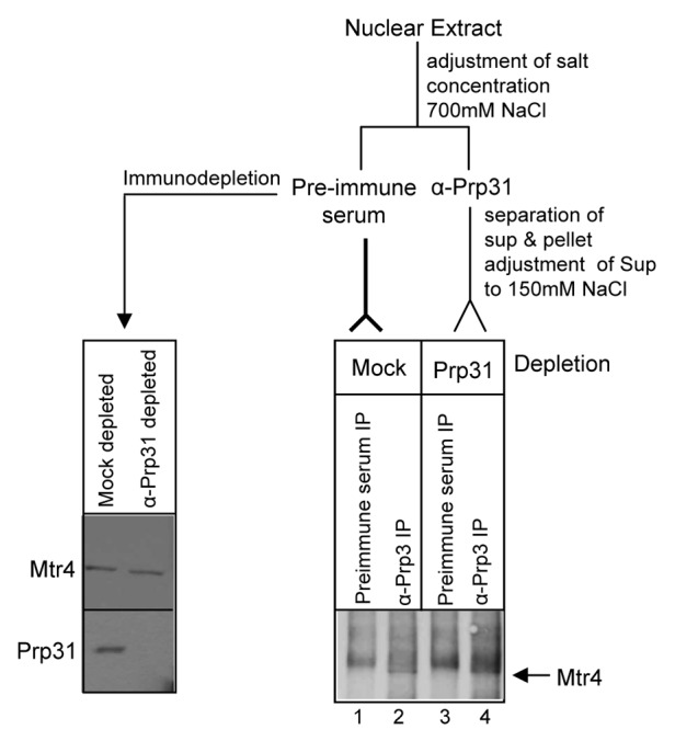 graphic file with name rna-9-334-g6.jpg