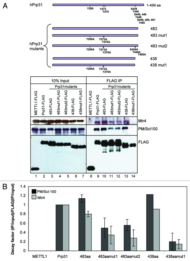 graphic file with name rna-9-334-g3.jpg