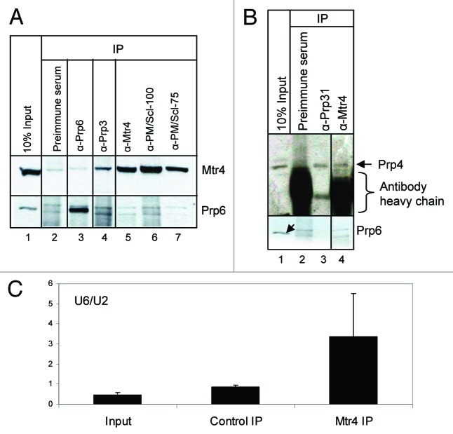 graphic file with name rna-9-334-g4.jpg