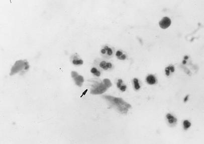 FIG. 29