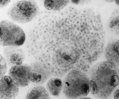 FIG. 24