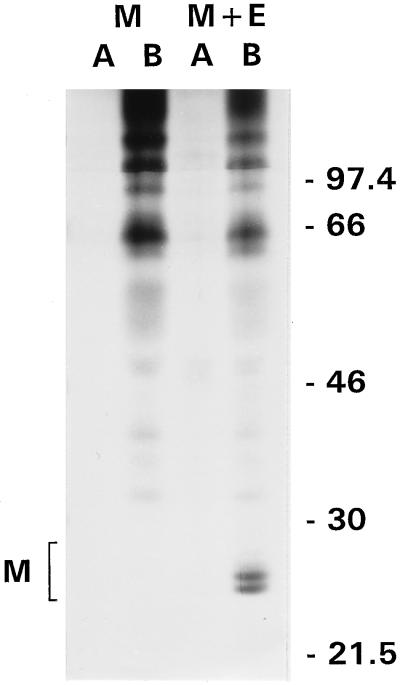 FIG. 5