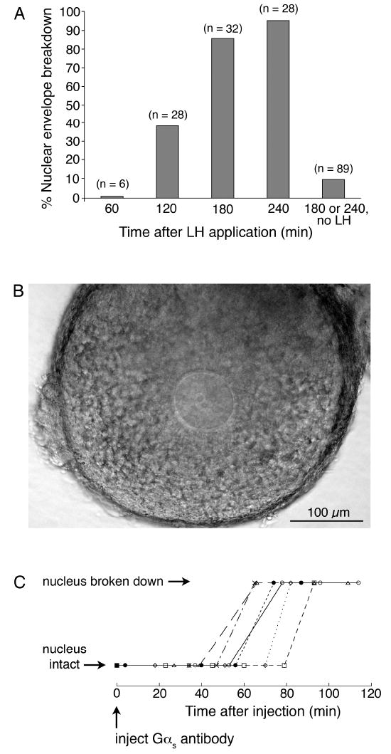 Figure four