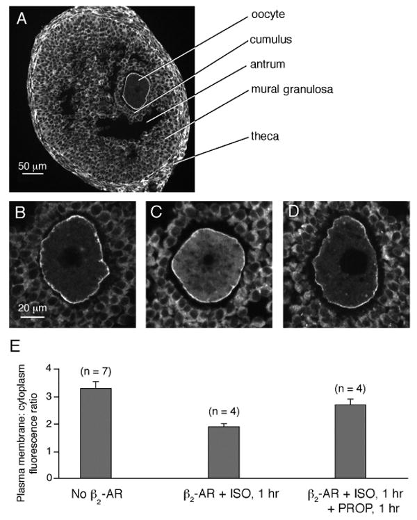 Figure three