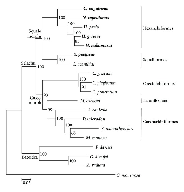 Evolutionary Relations of Hexanchiformes Deep-Sea Sharks Elucidated by ...