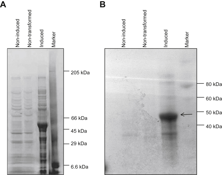 Fig 4