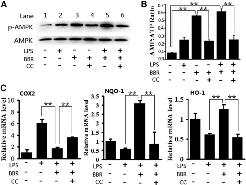 FIG. 6.