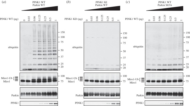 Figure 1.